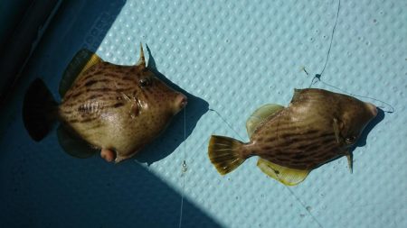 カワハギ釣り