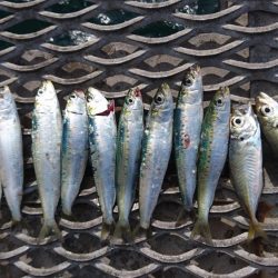 のませでメジロ狙い！！