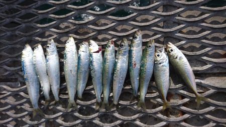 のませでメジロ狙い！！