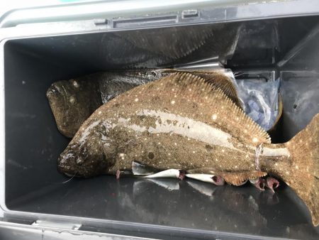 アジの泳がせ恐るべし