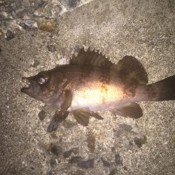 磯竿メバリング