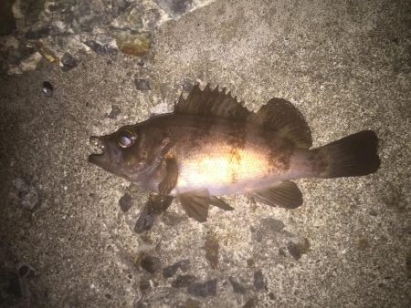 磯竿メバリング