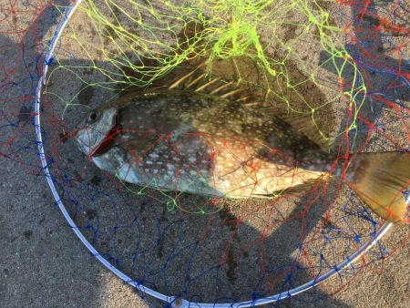 エギングおもろいっす