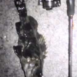 ランカータケノコ狙い（汗）