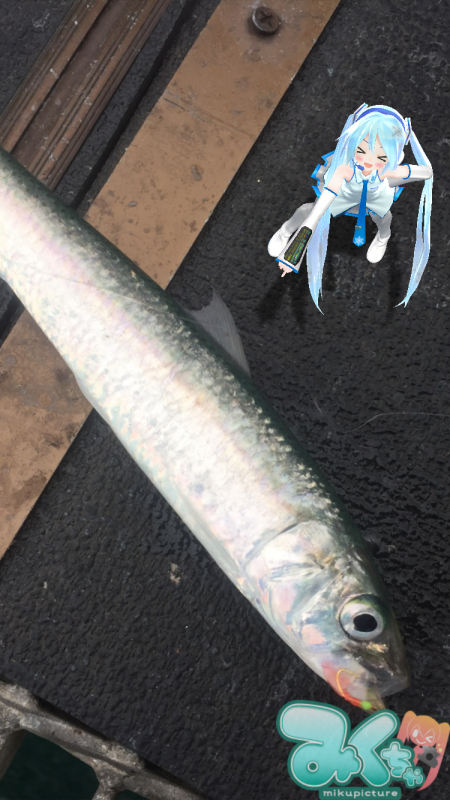 マイワシ大量です