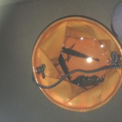 フロートリグ メバリング