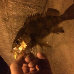 タチウオ&メバル