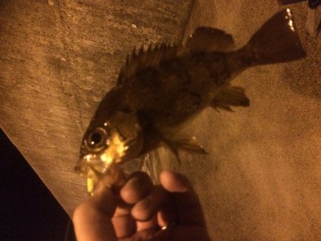 タチウオ&メバル