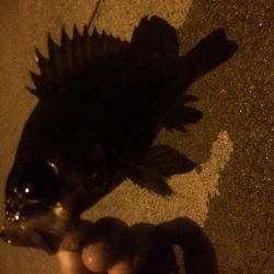 メバリング&タチウオ