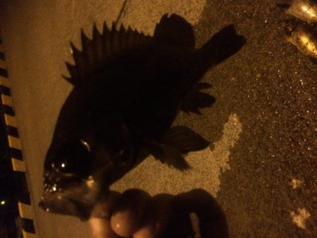 メバリング&タチウオ