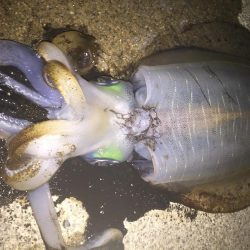 人生初アオリ！