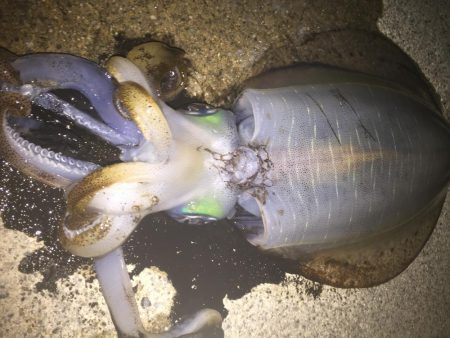 人生初アオリ！