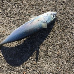 まさかの入れ食い！