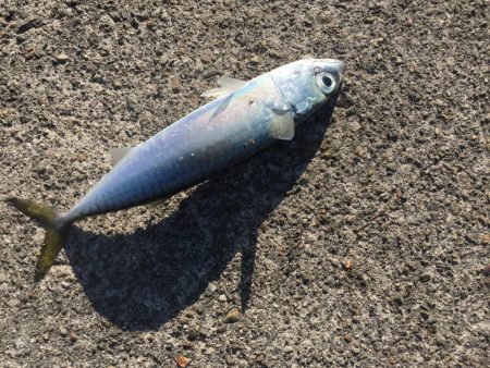 まさかの入れ食い！