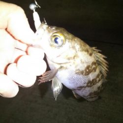 何を投げても…