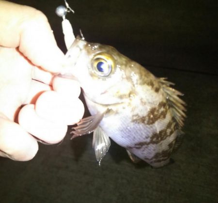 何を投げても…