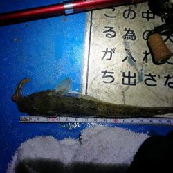 ヘチ釣りinかもめ大橋（2月の無風だが極寒の釣り）