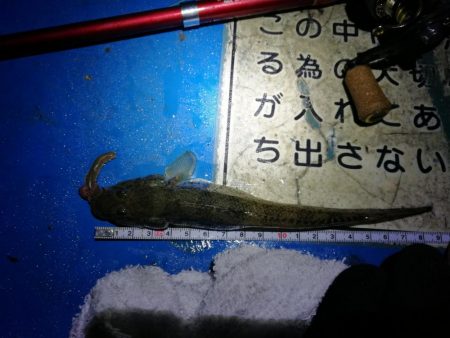 ヘチ釣りinかもめ大橋（2月の無風だが極寒の釣り）