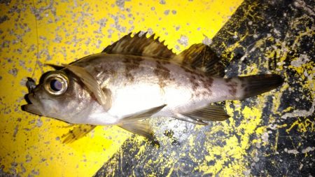 ちびっ子たちと