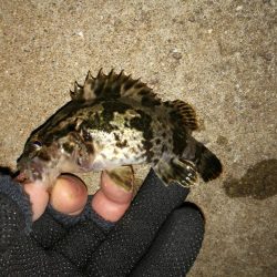カモメ大橋でのヘチ釣り と カモメ大橋釣り場のご報告(2/15~3/3釣り場閉鎖らしい。)