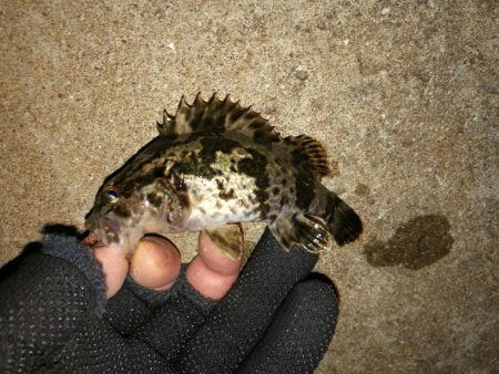 カモメ大橋でのヘチ釣り と カモメ大橋釣り場のご報告(2/15~3/3釣り場閉鎖らしい。)