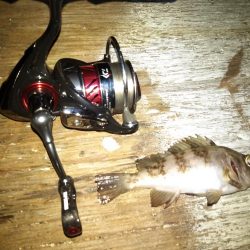 メバリング日和？な夜