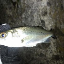 メバリングランガン