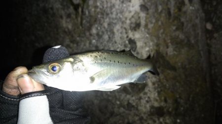 メバリングランガン