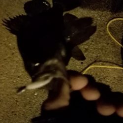 メバル上昇中!?