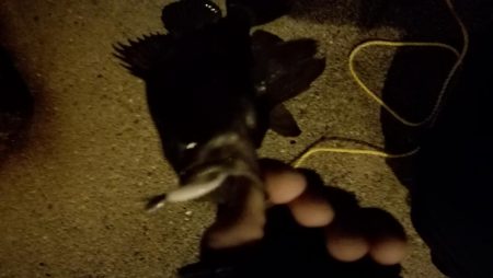 メバル上昇中!?