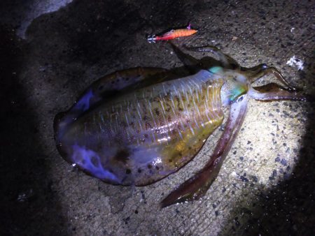 全てキロアップ