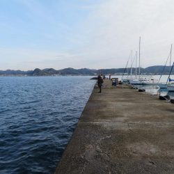 メバル狙いがカマス祭り！