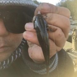 多摩川のガス橋下でチチブ爆釣。