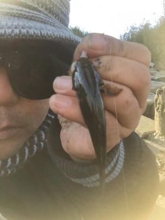 多摩川のガス橋下でチチブ爆釣。