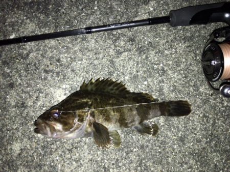 ボトムロックに癒されたメバリング