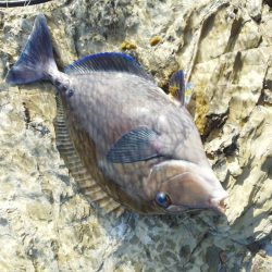 グレ・サンノジ・・渋いですよ！