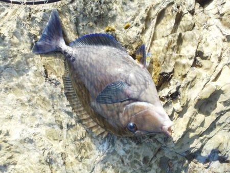 グレ・サンノジ・・渋いですよ！