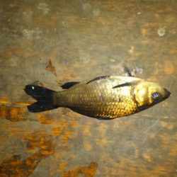 室内釣堀(フナ6匹)