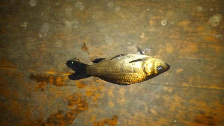 室内釣堀(フナ6匹)