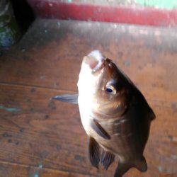 室内釣堀(鯉1匹、フナ6匹)