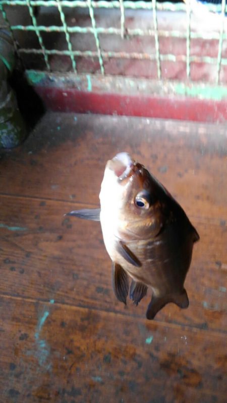 室内釣堀(鯉1匹、フナ6匹)