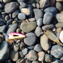 ヒラメ、サゴシを狙いに