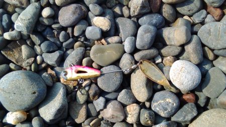 ヒラメ、サゴシを狙いに