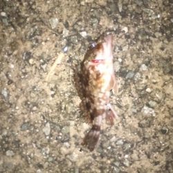 極寒のライトゲーム