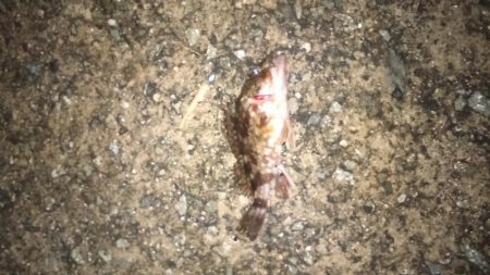 極寒のライトゲーム