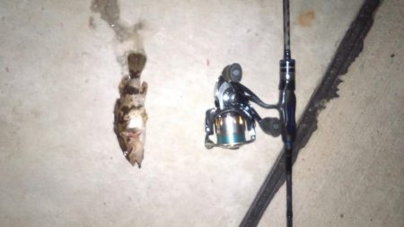 メバリング新規開拓