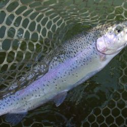 大安トラウトレイク 釣果