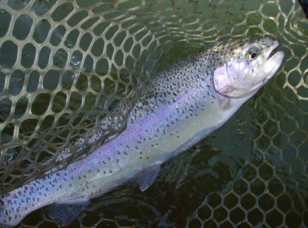 大安トラウトレイク 釣果