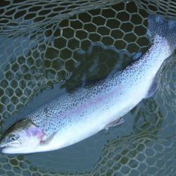 大安トラウトレイク 釣果