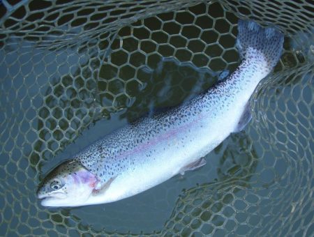 大安トラウトレイク 釣果